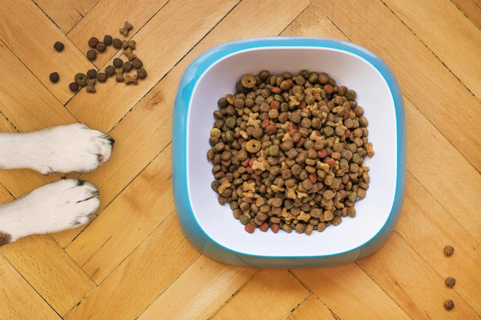 Pet Food